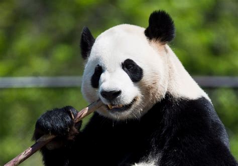 Toronto Zoo Offers First Glimpse Of Chinese Pandas At Invite Only Event