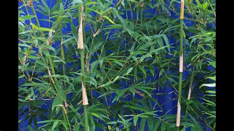 Clumping Bamboo Its Uses Growing Tips Care And Pruning Youtube