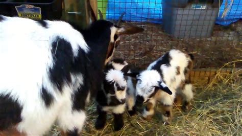 Goats Laylas New Born Twin Baby Boys Youtube
