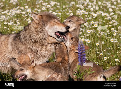 Close Up Of Wolf Pups And Mother Stock Photo Alamy