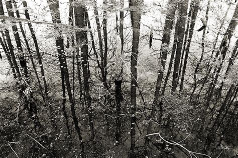 Swamp Reflections Sepia Photograph By Scott Pellegrin Fine Art America