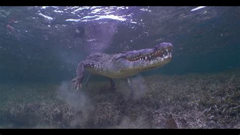 Crocodile Diving Banco Chinchorro Youtube