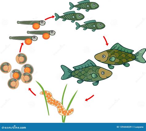 Quanto Ao Desenvolvimento Embrionário Como São Classificados Esses Peixes