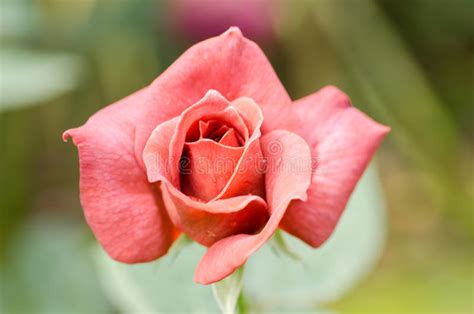 Beautiful Rose Flower Stock Photo Image Of Decoration 93341182