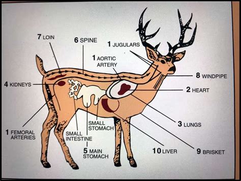 Deer Processing Diagram
