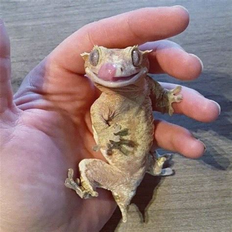 Look At This Sweet Child Cute Gecko Cute Lizard Crested Gecko