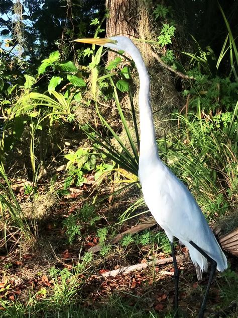 Great egret at Little Lake Henderson in Inverness - Ocala-News.com