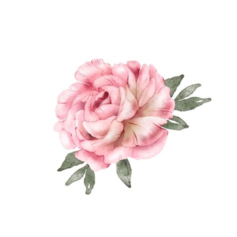 Premium Vector Rose Flower Watercolor Illustration