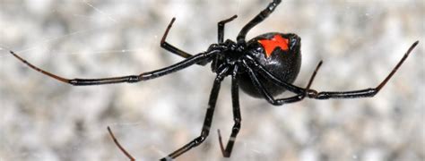 Okc Pest Control Helps You Identify Black Widow Webs The Bug Guy