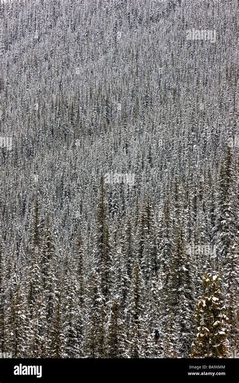 Snow Covered Mountain With Evergreen Forest Hi Res Stock Photography