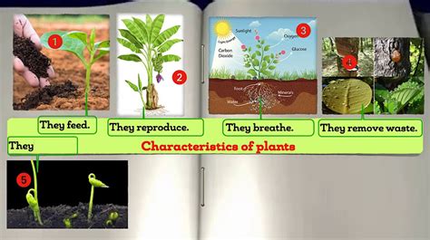 Solved Why Are Plants Classified In Living Things 9to5science