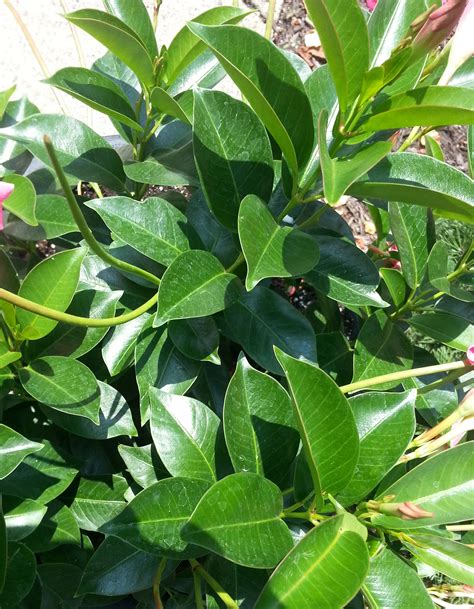 Maybe you would like to learn more about one of these? Mounding Mandevilla - Crazy for Gardening