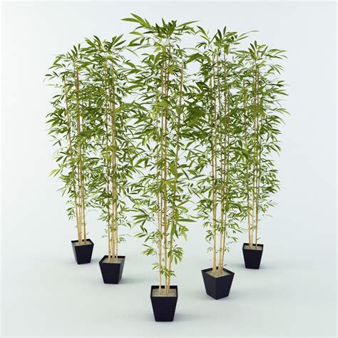 Bamboo Like Plant Bamboo Plants Hq