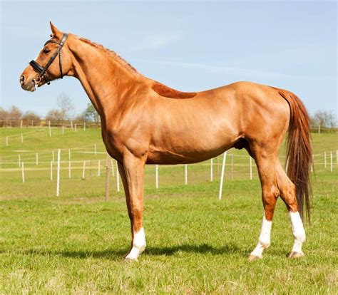 Are Thoroughbreds Good Horses Lets Explore This Breed