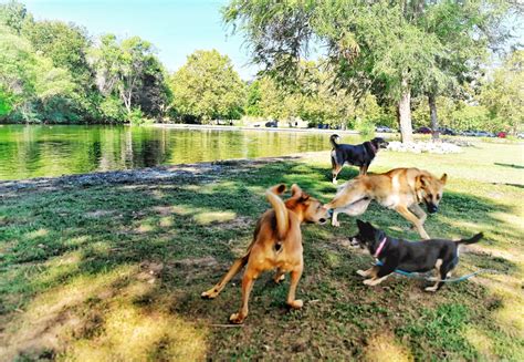 Dogs Cant Stop Barking Over Boises Newest Dog Park Idaho Wild