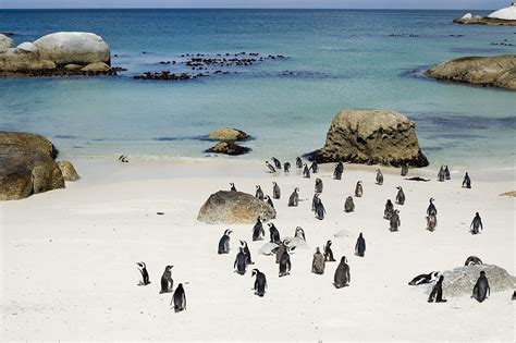 Kayak To The Penguin Colony At Boulders Beach In South Africa From