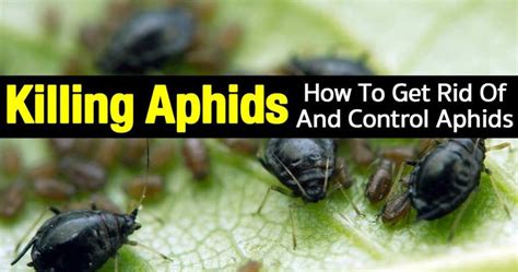 Aphid Control And Treatment How To Get Rid Of Aphids