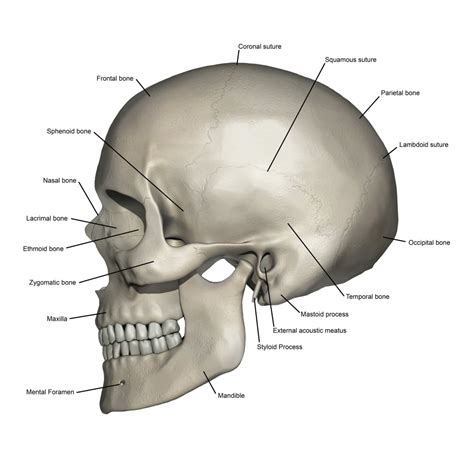 Lateral View Of Human Skull Anatomy With Annotations Poster Print By