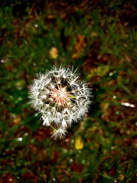 Dandelion Spores From The Top Stock Photo Image Of Plant Spores