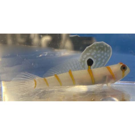 Salty Underground Nano Randalls Prawn Goby Amblyeleotris Randalli