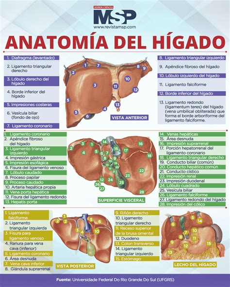 Anatomía Del Hígado Infografía