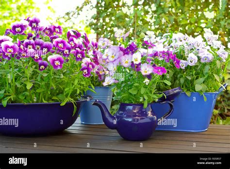 Pansies In Vase Hi Res Stock Photography And Images Alamy