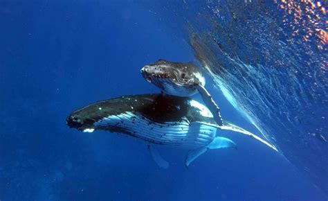 Swim With Humpback Whales In Moorea Moorea Ocean Adventures