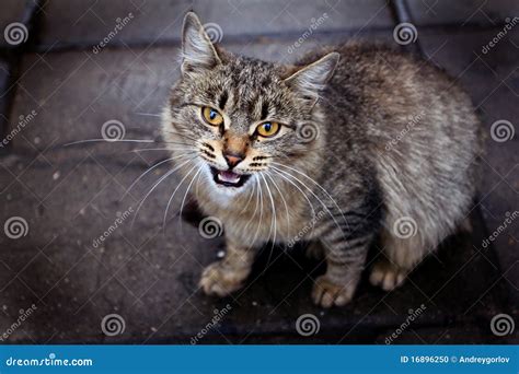 Angry Cat Grinning Close Up Stock Photo Image 16896250