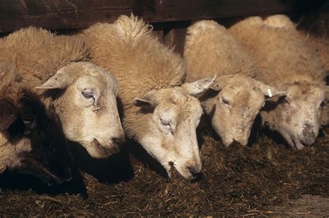 Ewes Feeding Photograph By David Aubrey Fine Art America