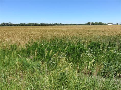 Central Kansas Wheat Field Reno County Kansas As Seen F Flickr