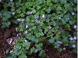 Ivy With Small Purple Flowers Pictures