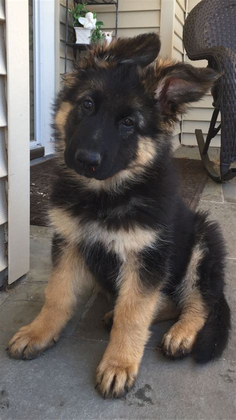 Theo My 10 Week Old Long Haired German Shepherd Puppy Hes From