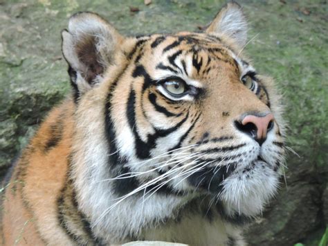Sumatran Tiger Endangered Wildlife