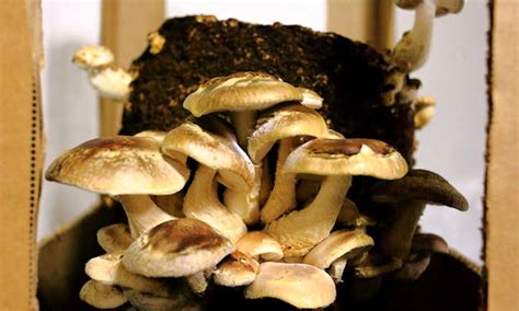 List Of 12 How To Grow Shiitake Mushrooms