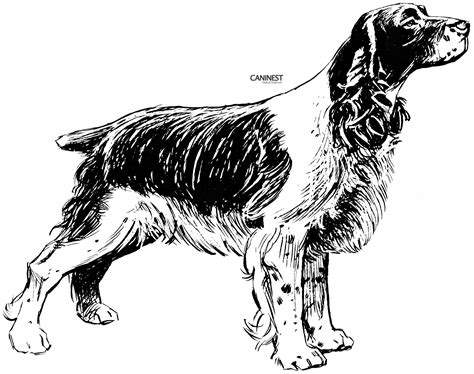 Will be adding cats later. Dog Breed Coloring Pages 2