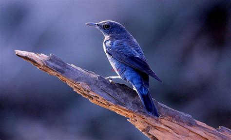 Blue Bird Wallpapers Top Free Blue Bird Backgrounds Wallpaperaccess