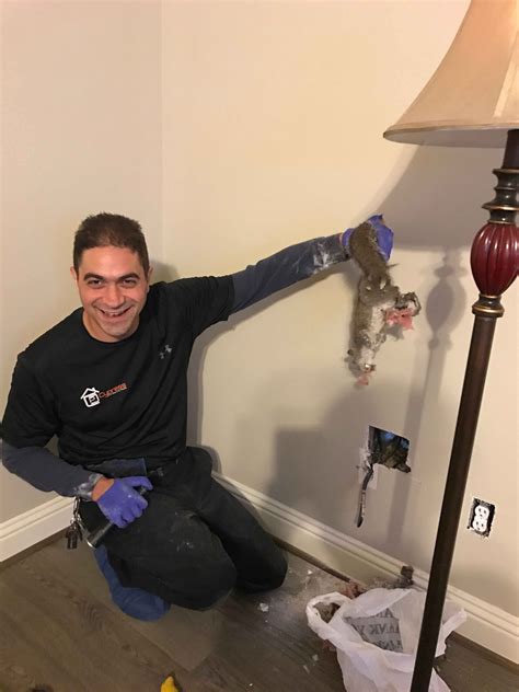 critter-control-houston-dead-squirrel-in-wall-e1504817779239-1 | Pest