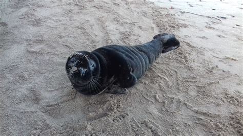 Rare Black Seal Pup Rescued From Beach In Eyemouth News Radio Borders