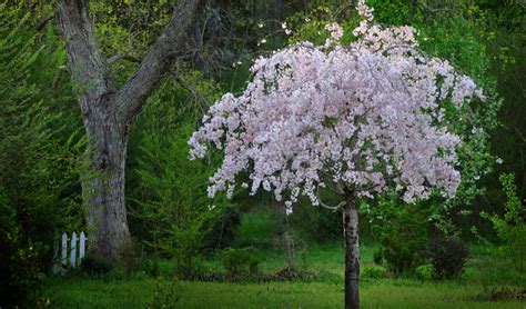 Best Small Trees For Small Spaces In Northern Virginia