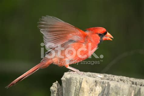 Pair Of Northern Cardinals Stock Photo Royalty Free Freeimages