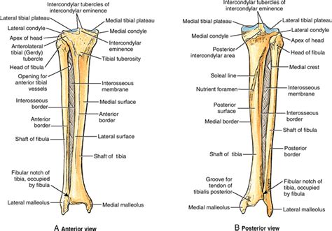 Tibiofibular Joint Anatomy Bone And Spine