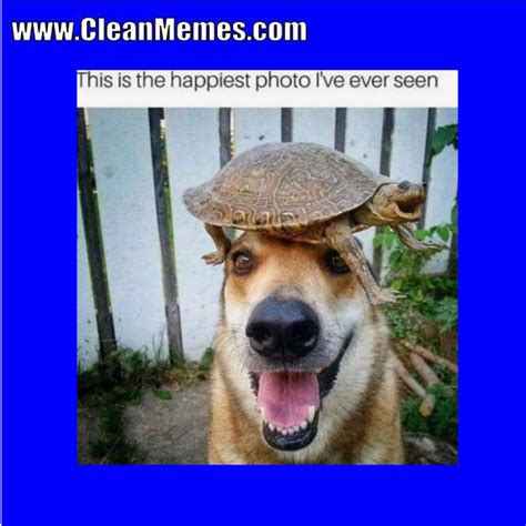 Try not to laugh challenge animals impossible clean similar to tiger production of funny pets and animals like puppies, funny. Clean Memes 09-28-2018 - Clean Memes