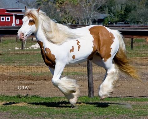 Gypsy Vanner Horses For Sale Colt Palomino And White Trigger
