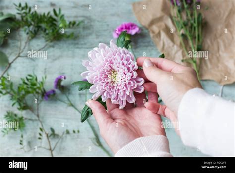 Womans Hands Holding Pink Flower Head Hi Res Stock Photography And