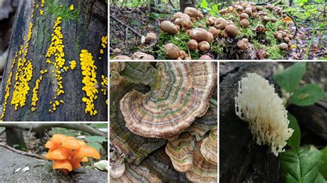 Fall Fungi At Frontenac