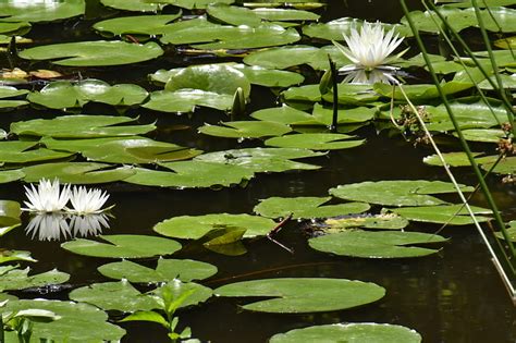 Lotus Flowers Near Lily Pods On Water During Daytime Hd Wallpaper Peakpx