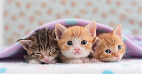23 Cute Kittens To Get You Through A Tough Week Metro News