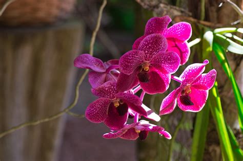 Costa Rica Orchid Plant Free Photo On Pixabay Pixabay