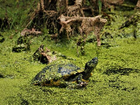 Turtle In The Swamp Smithsonian Photo Contest Smithsonian Magazine