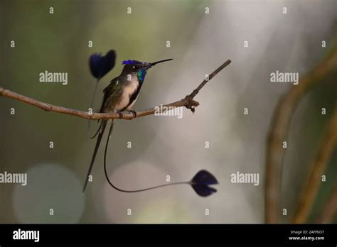 A Marvelous Spatuletail Hummingbirds The Most Rare And Spectacular